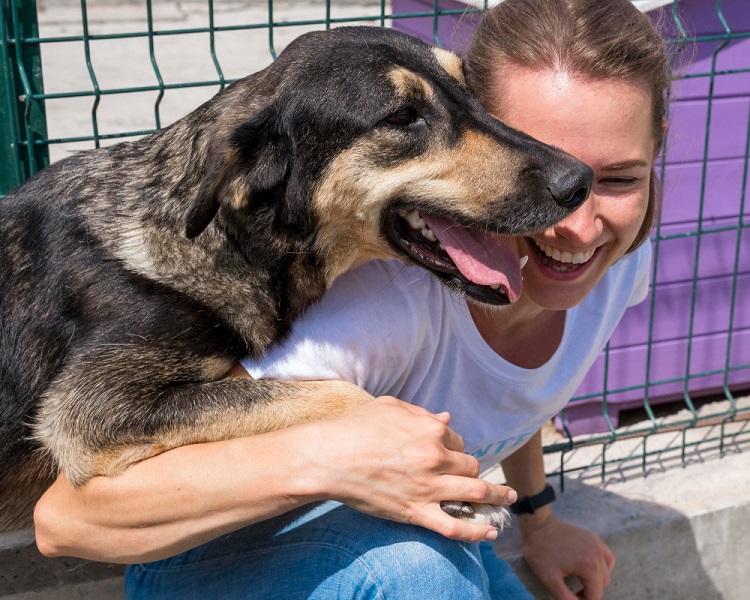 Rescue Dog Snuggling With Owner Showing Loyalty
