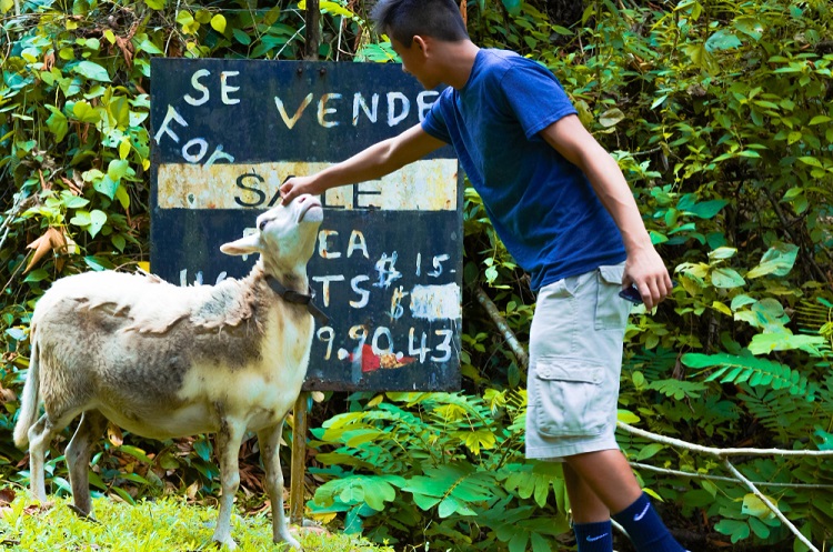 Dog And Cat Imagined Speaking About Animal Rights