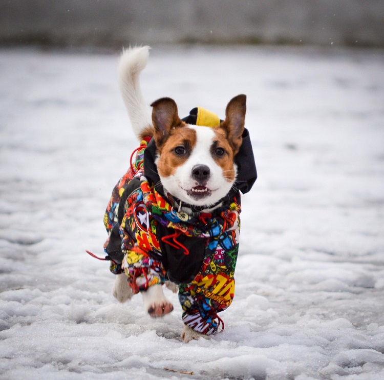 Winter Clothes For Pets